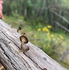 Lentinus arcularius (Fringed Polypore) at Rocky Hall, NSW - 24 Nov 2024 by JTran