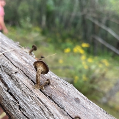 Lentinus arcularius (Fringed Polypore) at Rocky Hall, NSW - 24 Nov 2024 by JTran