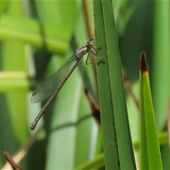 Ischnura heterosticta (Common Bluetail Damselfly) at Bonython, ACT - 25 Nov 2024 by RodDeb