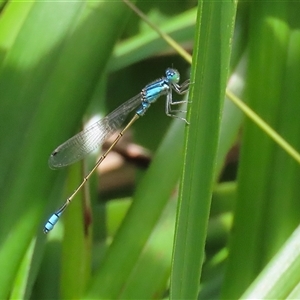 Ischnura heterosticta at Bonython, ACT by RodDeb