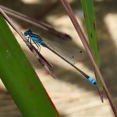 Ischnura heterosticta at Bonython, ACT - 25 Nov 2024 01:30 PM