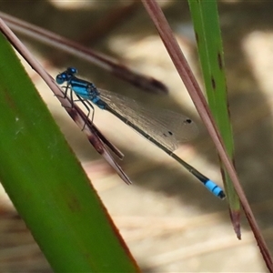 Ischnura heterosticta at Bonython, ACT - 25 Nov 2024 01:30 PM