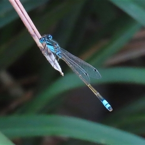 Ischnura heterosticta at Bonython, ACT - 25 Nov 2024 01:30 PM