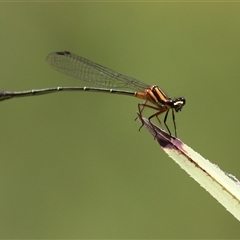 Nososticta solida (Orange Threadtail) at Bonython, ACT - 25 Nov 2024 by RodDeb