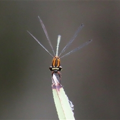 Nososticta solida at Bonython, ACT - 25 Nov 2024