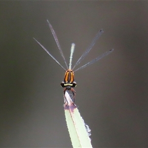 Nososticta solida at Bonython, ACT - 25 Nov 2024