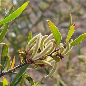 Acacia lanigera var. lanigera at Weetangera, ACT - 25 Nov 2024 08:36 AM