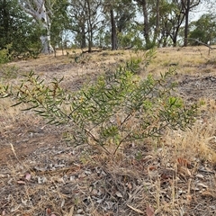 Acacia lanigera var. lanigera at Weetangera, ACT - 25 Nov 2024 08:36 AM