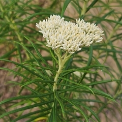 Cassinia longifolia (Shiny Cassinia, Cauliflower Bush) at Weetangera, ACT - 25 Nov 2024 by sangio7