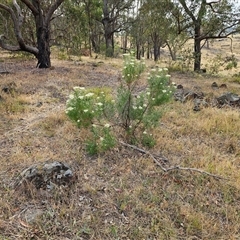 Cassinia longifolia at Weetangera, ACT - 25 Nov 2024 08:23 AM