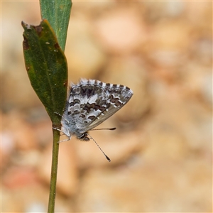 Neolucia agricola at Uriarra Village, ACT - 25 Nov 2024