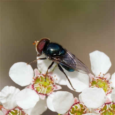 Psilota sp. (genus) (Hover fly) at Uriarra Village, ACT - 25 Nov 2024 by DPRees125