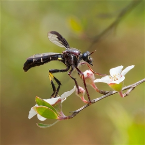 Daptolestes limbipennis at Uriarra Village, ACT - 25 Nov 2024