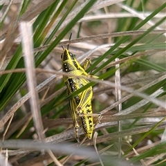 Monistria concinna (Southern Pyrgomorph) at Cotter River, ACT - 25 Nov 2024 by EmmaCook