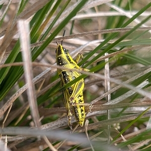 Monistria concinna (Southern Pyrgomorph) at Cotter River, ACT by EmmaCook