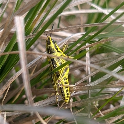 Monistria concinna (Southern Pyrgomorph) at Cotter River, ACT - 25 Nov 2024 by EmmaCook