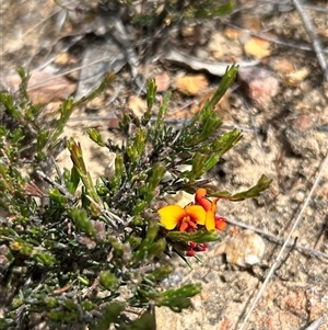 Dillwynia sericea (Egg And Bacon Peas) at Forde, ACT by Jillw