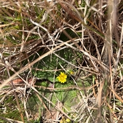 Cymbonotus sp. (preissianus or lawsonianus) (Bears Ears) at Forde, ACT - 24 Sep 2024 by Jillw