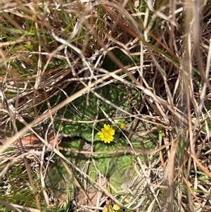 Cymbonotus sp. (preissianus or lawsonianus) at Forde, ACT - 24 Sep 2024