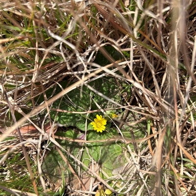 Cymbonotus sp. (preissianus or lawsonianus) (Bears Ears) at Forde, ACT - 24 Sep 2024 by Jillw