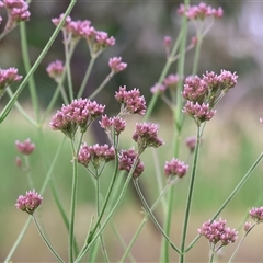 Verbena sp. (Purpletop) at Killara, VIC - 24 Nov 2024 by KylieWaldon