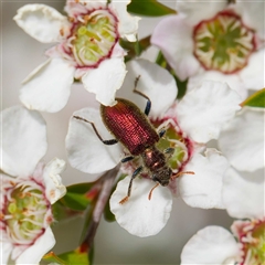 Phlogistus sp. (genus) (Clerid beetle) at Uriarra Village, ACT - 25 Nov 2024 by DPRees125