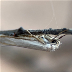 Philobota productella (Pasture Tunnel Moth) at Russell, ACT - 21 Nov 2024 by Hejor1