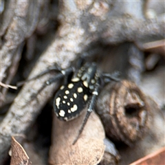 Nyssus albopunctatus at Russell, ACT - 21 Nov 2024