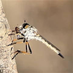 Cerdistus sp. (genus) (Slender Robber Fly) at Russell, ACT - 21 Nov 2024 by Hejor1