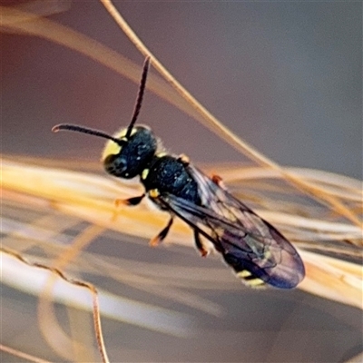 Cerceris sp. (genus) (Unidentified Cerceris wasp) at Russell, ACT - 21 Nov 2024 by Hejor1