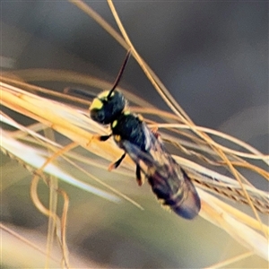 Cerceris sp. (genus) at Russell, ACT - 21 Nov 2024