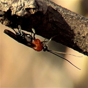 Braconidae (family) at Russell, ACT - 21 Nov 2024 05:38 PM