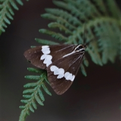 Nyctemera amicus (Senecio Moth, Magpie Moth, Cineraria Moth) at Uriarra, NSW - 23 Nov 2024 by JimL