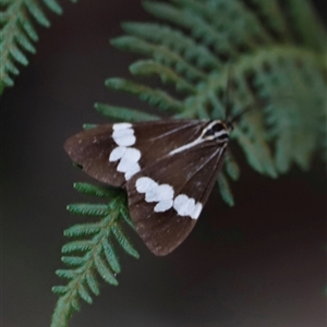 Nyctemera amicus at Uriarra, NSW - 23 Nov 2024