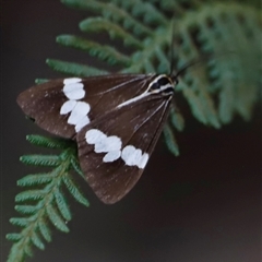 Nyctemera amicus at Uriarra, NSW - 23 Nov 2024