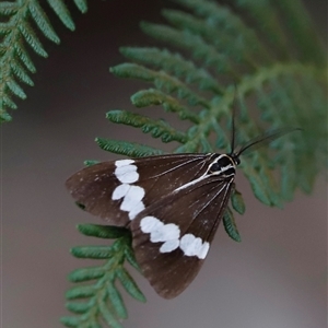 Nyctemera amicus at Uriarra, NSW - 23 Nov 2024