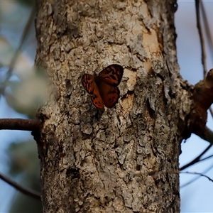 Heteronympha merope (Common Brown Butterfly) at Uriarra, NSW by JimL