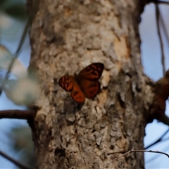 Heteronympha merope at Uriarra, NSW - 23 Nov 2024 06:56 PM