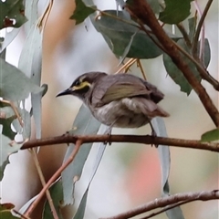 Caligavis chrysops (Yellow-faced Honeyeater) at Uriarra, NSW - 23 Nov 2024 by JimL