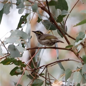 Caligavis chrysops at Uriarra, NSW - suppressed