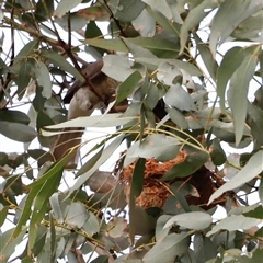 Caligavis chrysops at Uriarra, NSW - suppressed