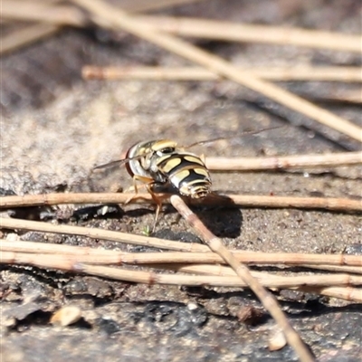 Syrphini sp. (tribe) (Unidentified syrphine hover fly) at Brindabella, NSW - 23 Nov 2024 by JimL