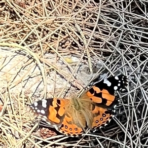 Vanessa kershawi (Australian Painted Lady) at Brindabella, NSW by JimL