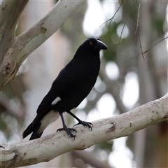 Strepera graculina at Uriarra, NSW - 24 Nov 2024