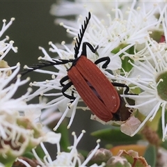 Porrostoma rhipidium (Long-nosed Lycid (Net-winged) beetle) at Killara, VIC - 24 Nov 2024 by KylieWaldon