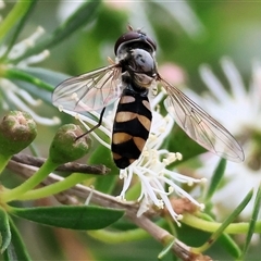 Melangyna collata (A hover fly) at Killara, VIC - 23 Nov 2024 by KylieWaldon