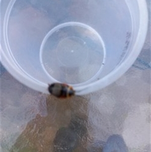 Ellipsidion sp. (genus) (A diurnal cockroach) at Duffy, ACT by RaeleneChetland