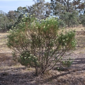 Cassinia longifolia at Weetangera, ACT - 25 Nov 2024 08:51 AM