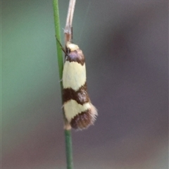 Chrysonoma fascialis (A Concealer moth (Wingia group) at Moruya, NSW - 21 Nov 2024 by LisaH