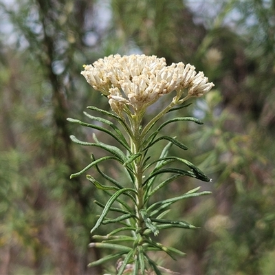 Cassinia aculeata subsp. aculeata (Dolly Bush, Common Cassinia, Dogwood) at Weetangera, ACT - 25 Nov 2024 by sangio7